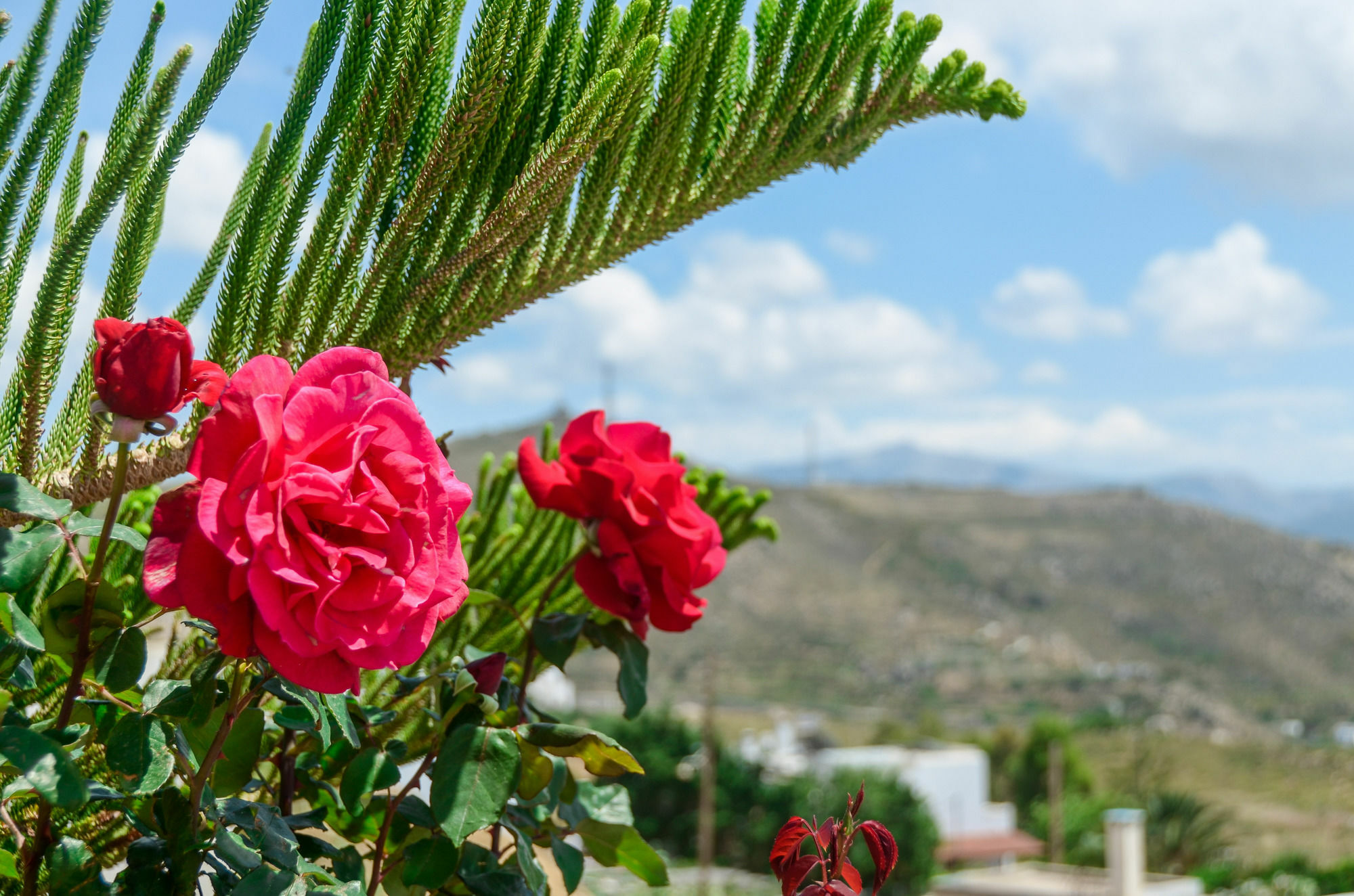 Villa Of Roses In Naxos - Private Villa With Pool Naxos City Dış mekan fotoğraf